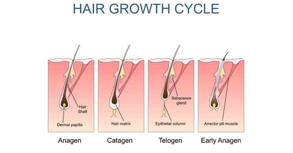 from hair loss to hair growth understanding hair transplantation 4